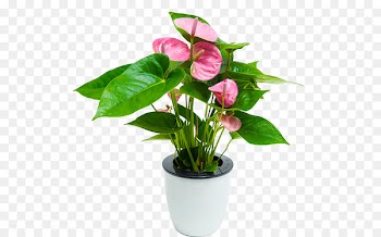 Grow light Wood Chair Taobao - green plant 