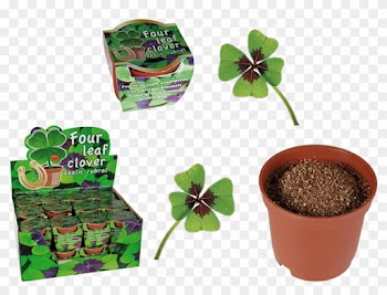 Grow Your Own Lucky Four Leaf Clover