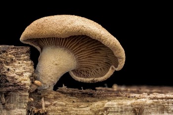 Growing mushroom, macro photography. | Free Photo - rawpixel