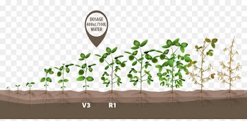 Growing Soybeans Crop Green bean - plant growth stages 