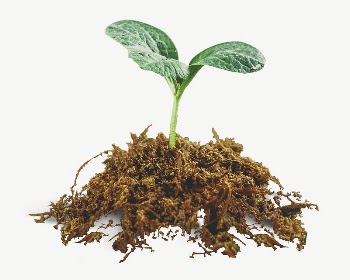 Growing sprout collage element psd | Free PSD - rawpixel