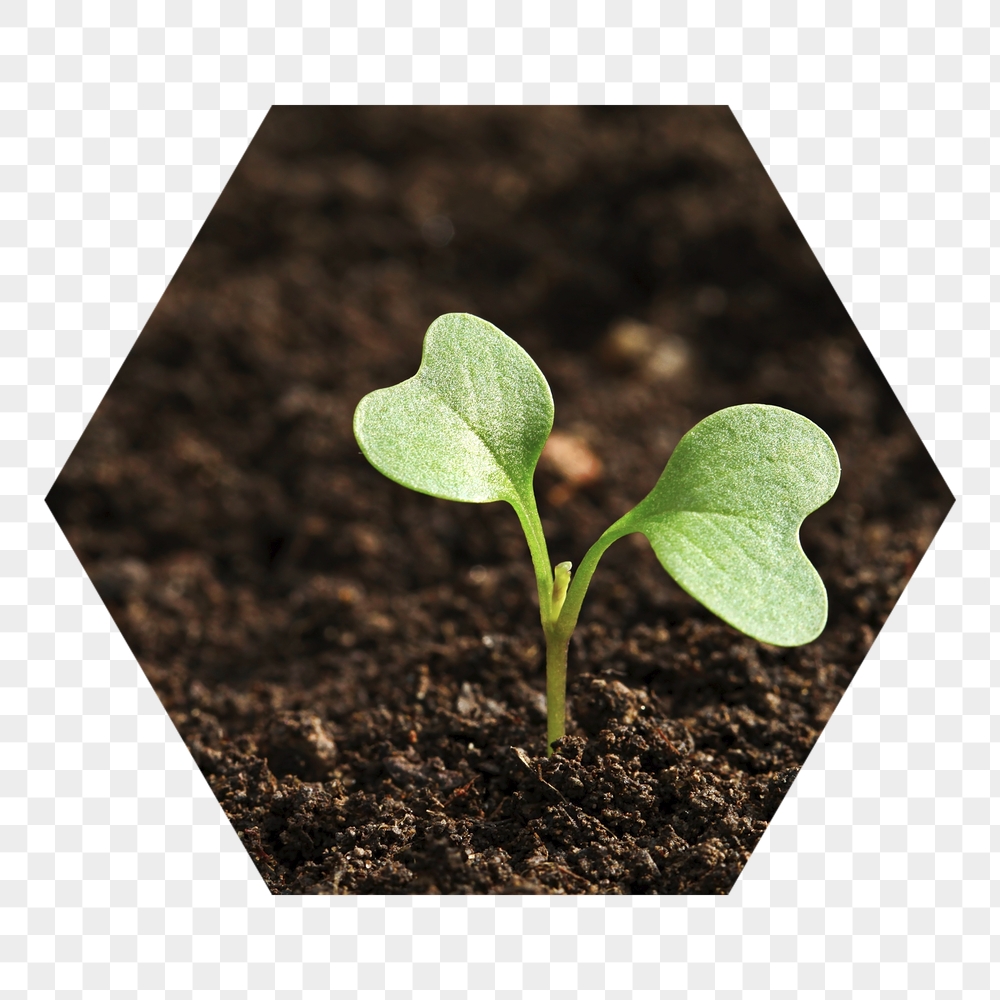 Growing sprout png badge sticker, | Free PNG - rawpixel