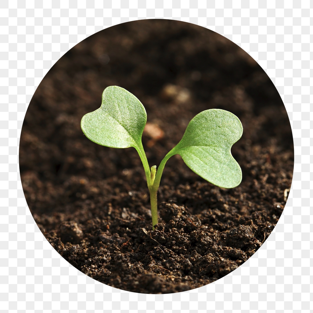 Growing sprout png badge sticker, | Free PNG - rawpixel
