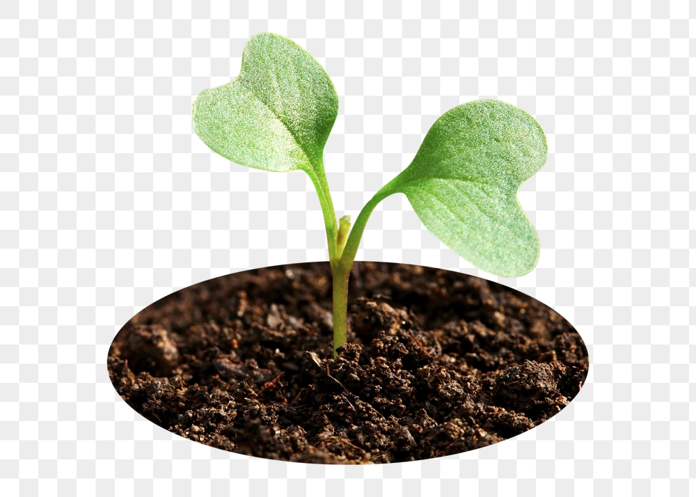 Growing sprout png badge sticker, | Free PNG - rawpixel