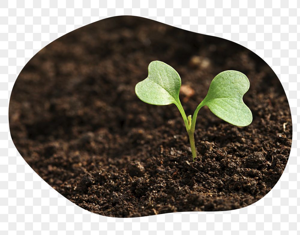 Growing sprout png badge sticker, | Free PNG - rawpixel