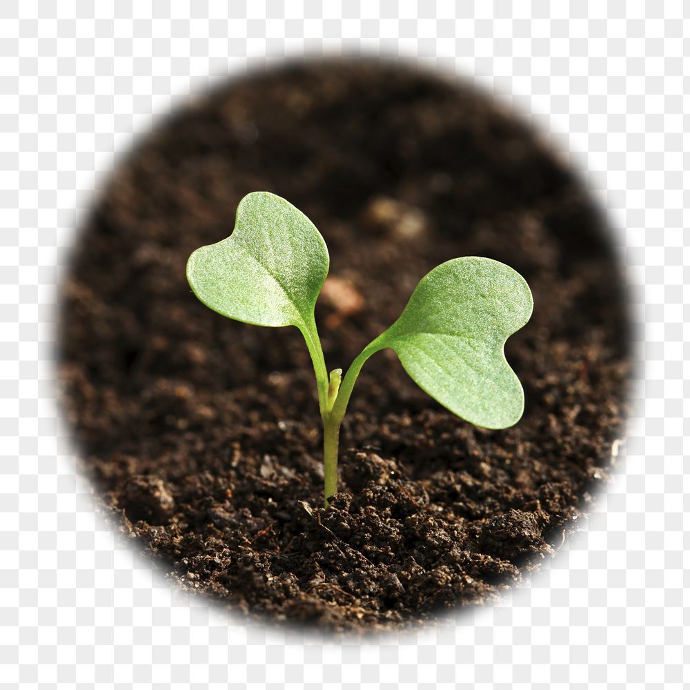 Growing sprout png badge sticker, | Free PNG - rawpixel