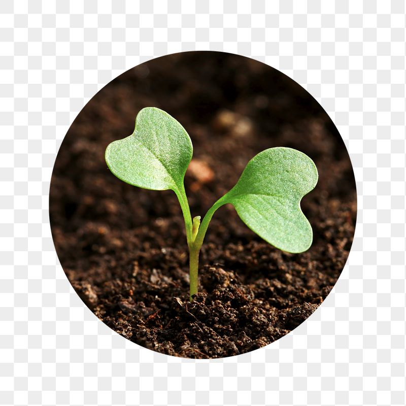 Growing sprout png badge sticker, | Free PNG - rawpixel