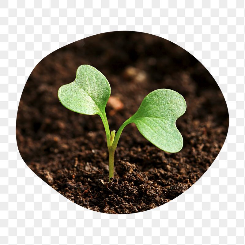 Growing sprout png badge sticker, | Free PNG - rawpixel