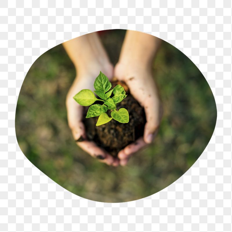 Growing sprout png hands badge | Free PNG - rawpixel
