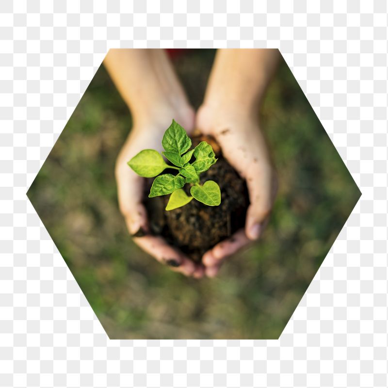 Growing sprout png hands badge | Free PNG - rawpixel
