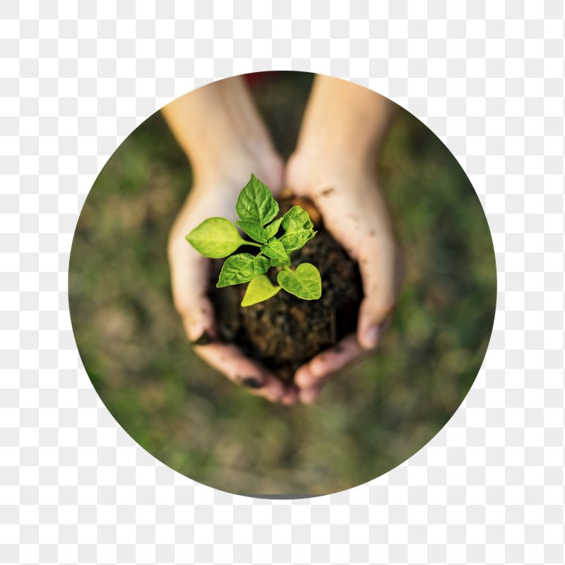 Growing sprout png hands badge | Free PNG - rawpixel
