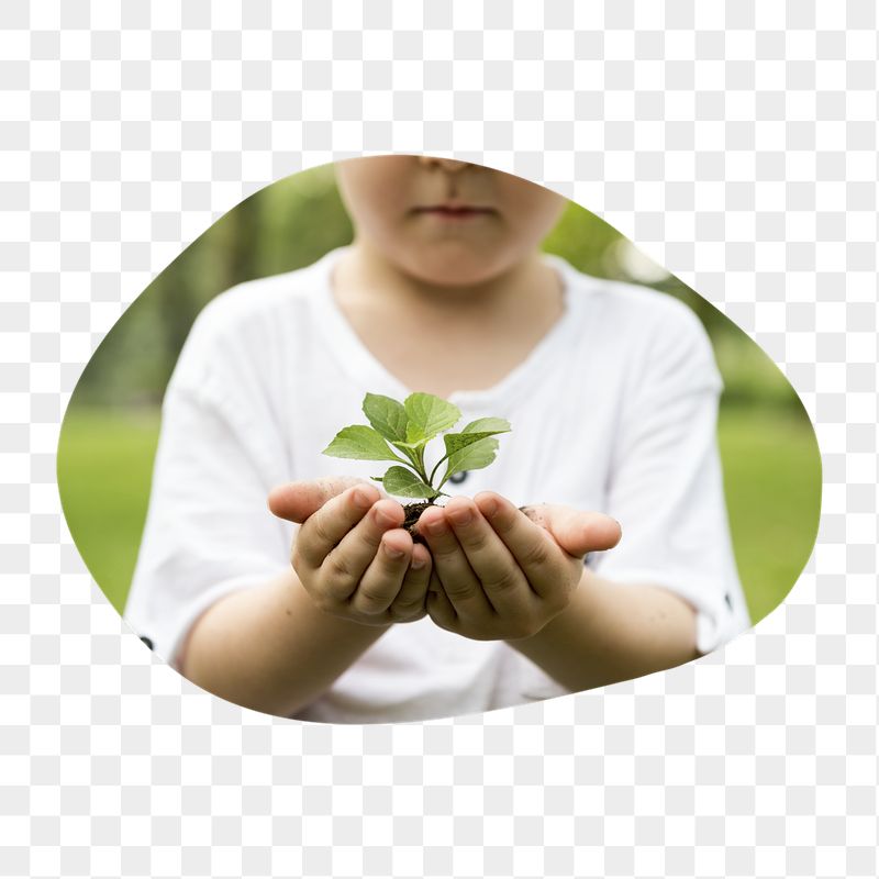 Growing sprout png in cupping | Free PNG - rawpixel
