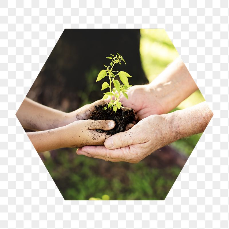 Growing sprout png on hands | Free PNG - rawpixel