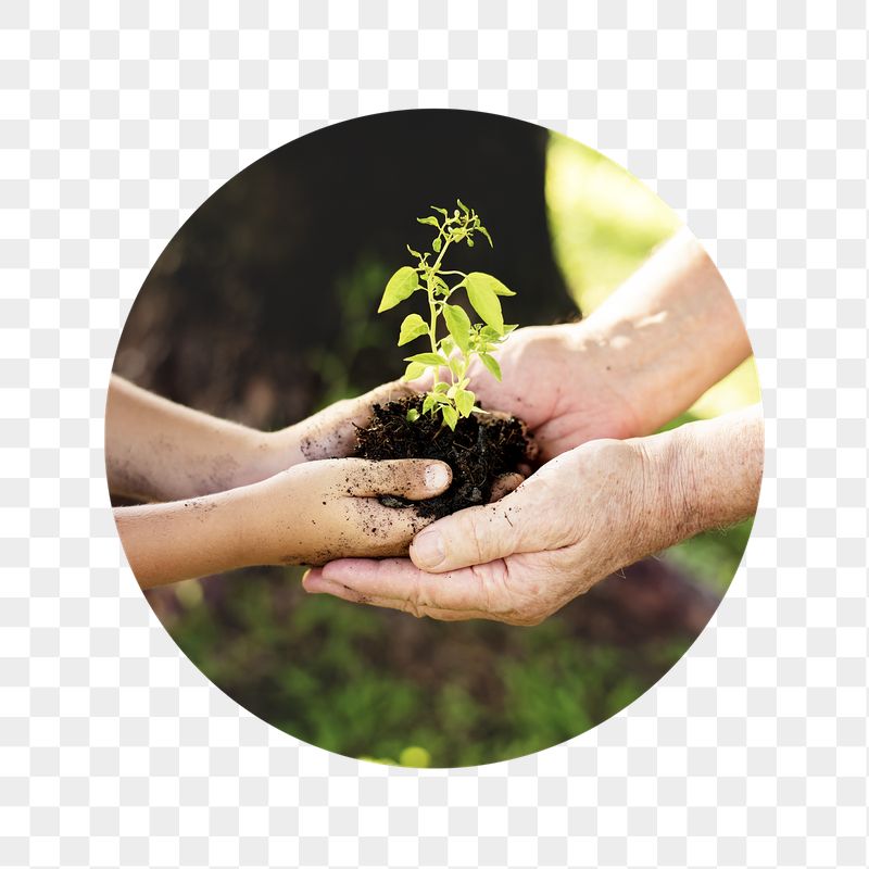 Growing sprout png on hands | Free PNG - rawpixel