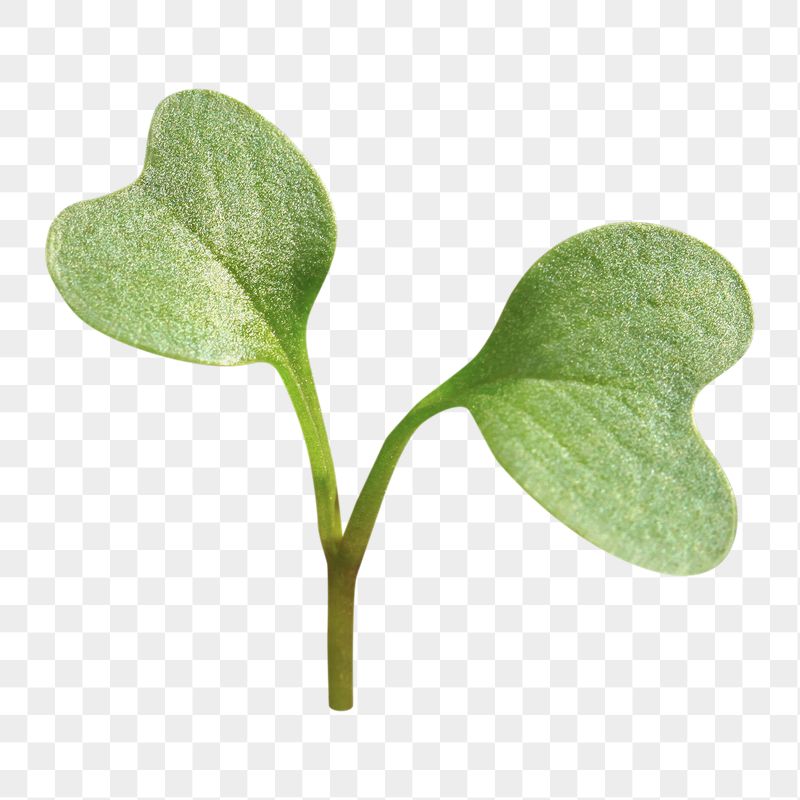 Growing sprout png sticker, transparent | Free PNG - rawpixel