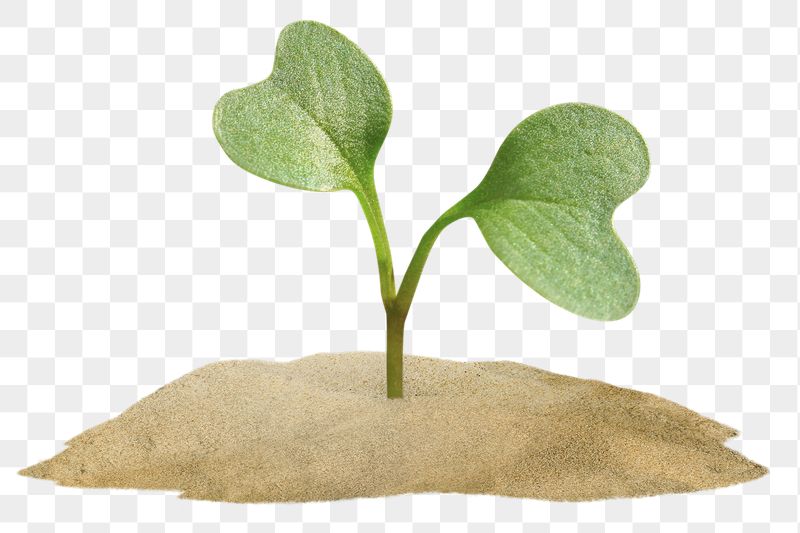 Growing sprout png sticker, transparent | Free PNG - rawpixel