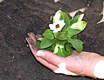 growingplant.jpg