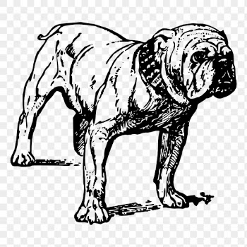 Grumpy bulldog png drawing sticker | Free PNG - rawpixel