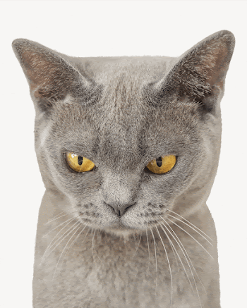 Grumpy cat collage element, animal | Free PSD - rawpixel