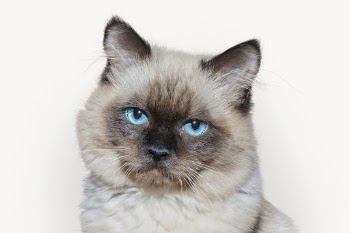 Grumpy cat isolated on white, | Free Photo - rawpixel