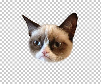 Grumpy Cat Kitten Humour Lolcat PNG, Clipart, Animals, Ben Lashes ...