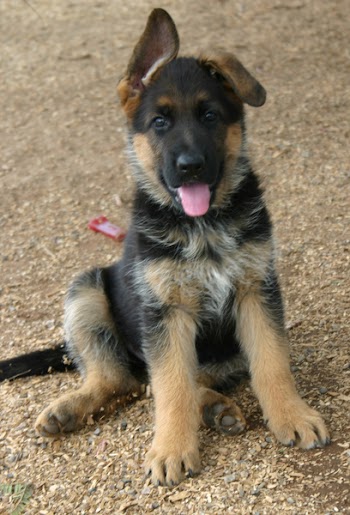 GSDpuppies-081604-23.jpg