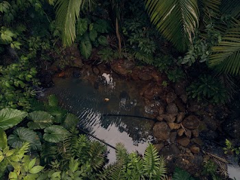 Guadeloupe islands Nature Forest Caribbean