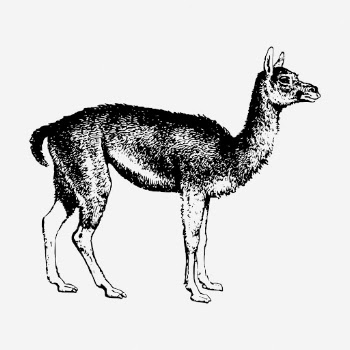 Guanaco drawing, vintage wildlife illustration. | Free Photo - rawpixel
