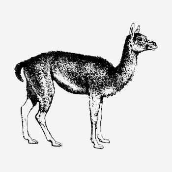 Guanaco drawing, vintage wildlife illustration | Free PSD - rawpixel