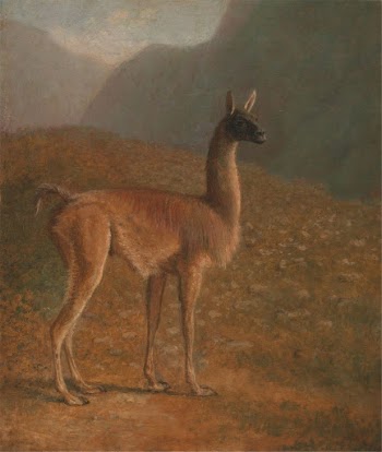Guanaco | Free Photo - rawpixel