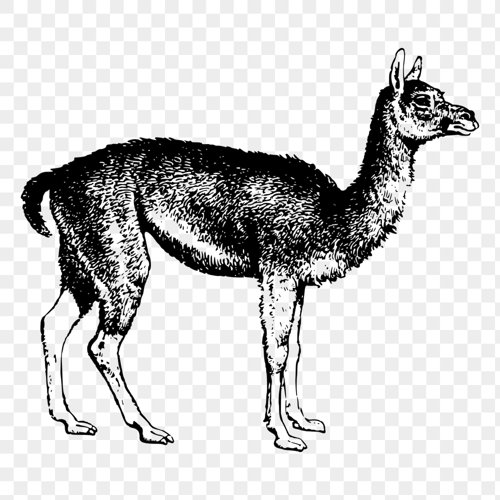 Guanaco png sticker, vintage animal | Free PNG - rawpixel
