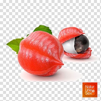 Guarana Amazon rainforest Fruit Caffeine Seed, guarana transparent background PNG clipart