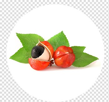 Guarana Dietary supplement Extract Fruit Food, guarana transparent background PNG clipart