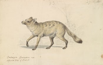 Guaraxa Aguara-Fox by Charles Hamilton | Free Photo - rawpixel