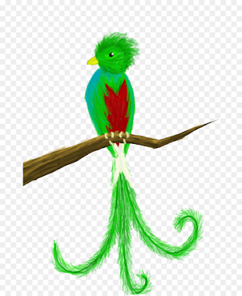Guatemala Bird Quetzal Drawing Clip art - Cute Quetzal Cliparts ...