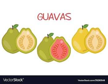 guava fruits icon set green