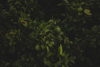 guava tree