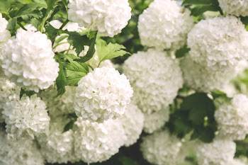 Guelder rose