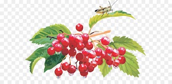 Guelder-rose Shrub Fruit crops Clip art - others 