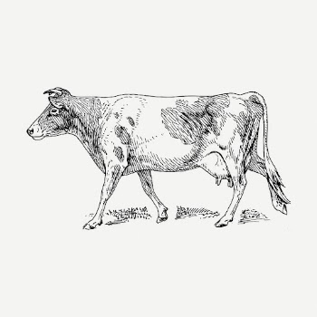 Guernsey cow drawing clipart, farm | Free PSD - rawpixel