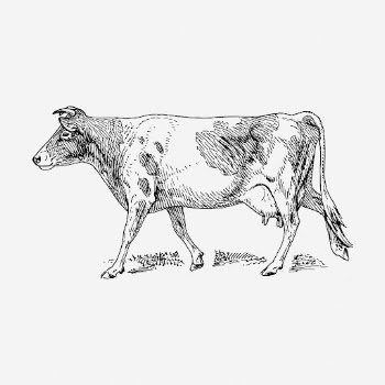 Guernsey cow hand drawn illustration. | Free Photo - rawpixel