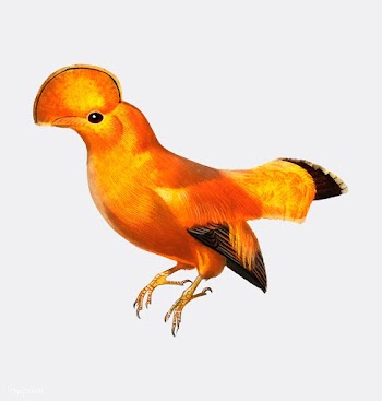 Guianan cock-of-the-rock (Rupicola rupicola) .. | Free stock vector - 467353