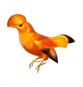 Guianan cock-of-the-rock (Rupicola rupicola) .. | Free stock vector - 467361