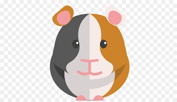 Guinea Pig Care Hamster Mouse - guinea pig 