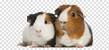 Guinea Pig Care Pet Cage, pig transparent background PNG clipart ...
