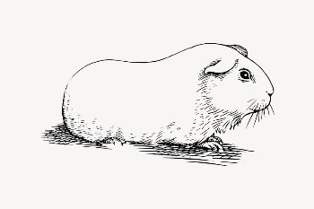 Guinea pig clipart, drawing illustration | Free Vector Illustration - rawpixel