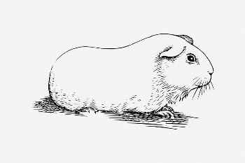 Guinea pig collage element, vintage | Free PSD Illustration - rawpixel