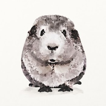 Guinea pig illustration, animal watercolor | Free Photo Illustration - rawpixel