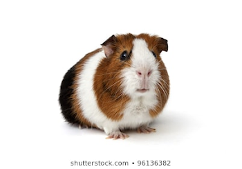 Guinea Pig Images, Stock Photos & Vectors | Shutterstock