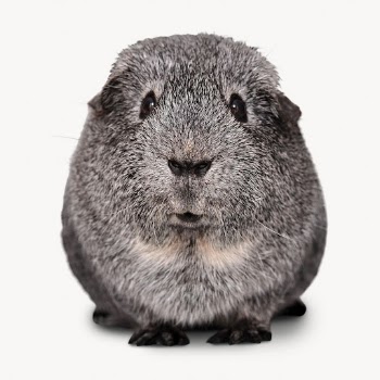 Guinea pig isolated on white, | Free Photo - rawpixel